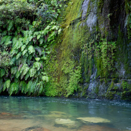 Whanganui Micro Habitat