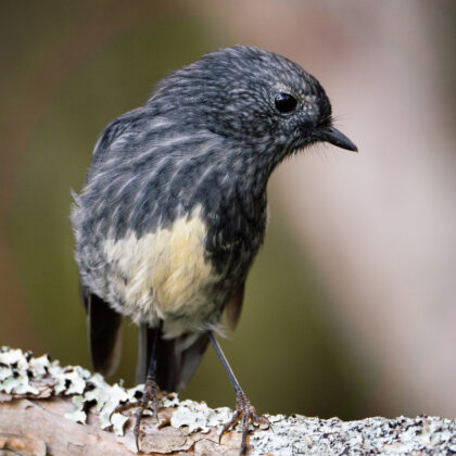 North Island Robin