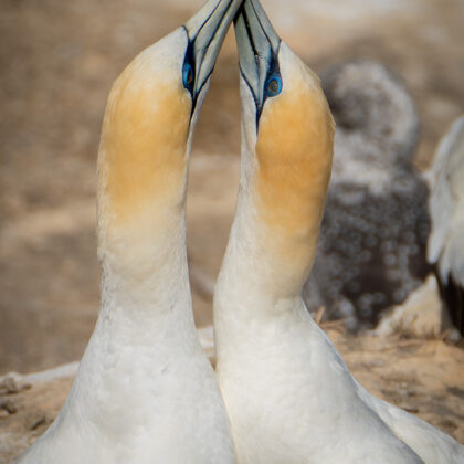 Gannet Pair
