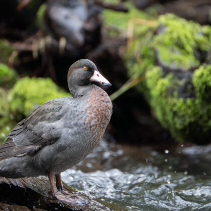 Blue Duck