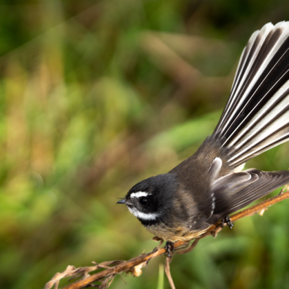 Fantail