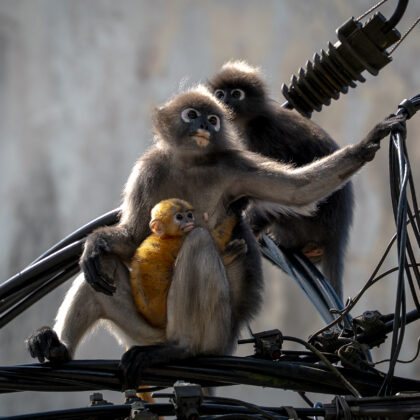 Dusky Leaf Monkey